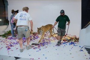 BTS: Live Tiger at FD Photo Studio! -Wild Animal, Tiger, Studio Photography, Photoshoot, Photography Studio, Los Angeles, FD photo studio, DTLA, Behind the Scenes