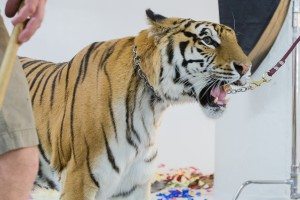 BTS: Live Tiger at FD Photo Studio! -Wild Animal, Tiger, Studio Photography, Photoshoot, Photography Studio, Los Angeles, FD photo studio, DTLA, Behind the Scenes