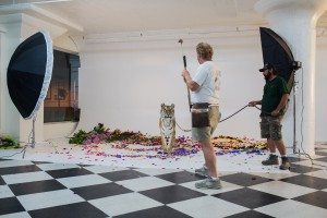 BTS: Live Tiger at FD Photo Studio! -Wild Animal, Tiger, Studio Photography, Photoshoot, Photography Studio, Los Angeles, FD photo studio, DTLA, Behind the Scenes
