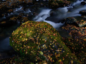 Fuji GFX 50S: Medium Format DIGITAL CAMERA -wrongron, Wrong Ron, Tutorial, tips, Studio Photography, Shot at FD Photo Studio, rental stages, Photoshop, Photoshoot, Photography blog, photographer blog, photo gallery, paid photography, modeling, mirrorless camera, medium format camera, medium format, Los Angeles, History of photography, GFX 50S, gear, gallery, fujifilm, fuji, FD photo studio, fashion photographer, exhibits, exhibition, DTLA, digital camera, blog