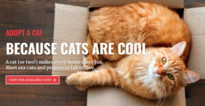 !PHOTOGRAPHY MIXER! Picture Purrrrfect on a Rescue Mission -Workshop, Studio News, Rescue Event, Rental Studio, Photoshop, Photoshoot, photography services, photography event, photographer, networking event, Los Angeles event, Los Angeles Animal Rescue Organization, Los Angeles, Hill 4, FD photo studio, DTLA, adopt a kitty, adopt a cat, !done