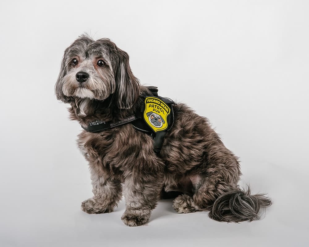 Adorable Pups at FD Studio -wrongron, Wrong Ron, Studio Photography, Stage C, Shot at FD Photo Studio, rental stages, Photoshop, Photoshoot, photography services, photographer, Los Angeles, FD photo studio, DTLA, blog, Adorable Pups at FD Studio, !done, !C