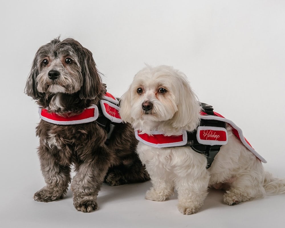 Adorable Pups at FD Studio -wrongron, Wrong Ron, Studio Photography, Stage C, Shot at FD Photo Studio, rental stages, Photoshop, Photoshoot, photography services, photographer, Los Angeles, FD photo studio, DTLA, blog, Adorable Pups at FD Studio, !done, !C