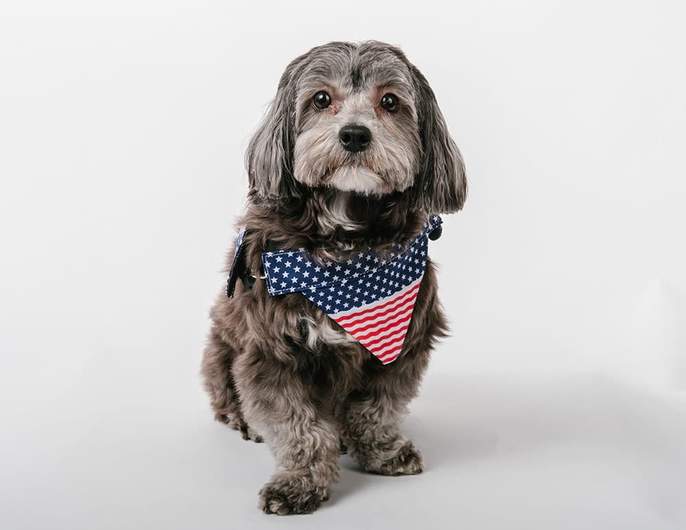 Adorable Pups at FD Studio -wrongron, Wrong Ron, Studio Photography, Stage C, Shot at FD Photo Studio, rental stages, Photoshop, Photoshoot, photography services, photographer, Los Angeles, FD photo studio, DTLA, blog, Adorable Pups at FD Studio, !done, !C